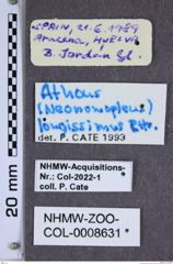 Etiketten zu Athous longissimus (NHMW-ZOO-COL-0008631)